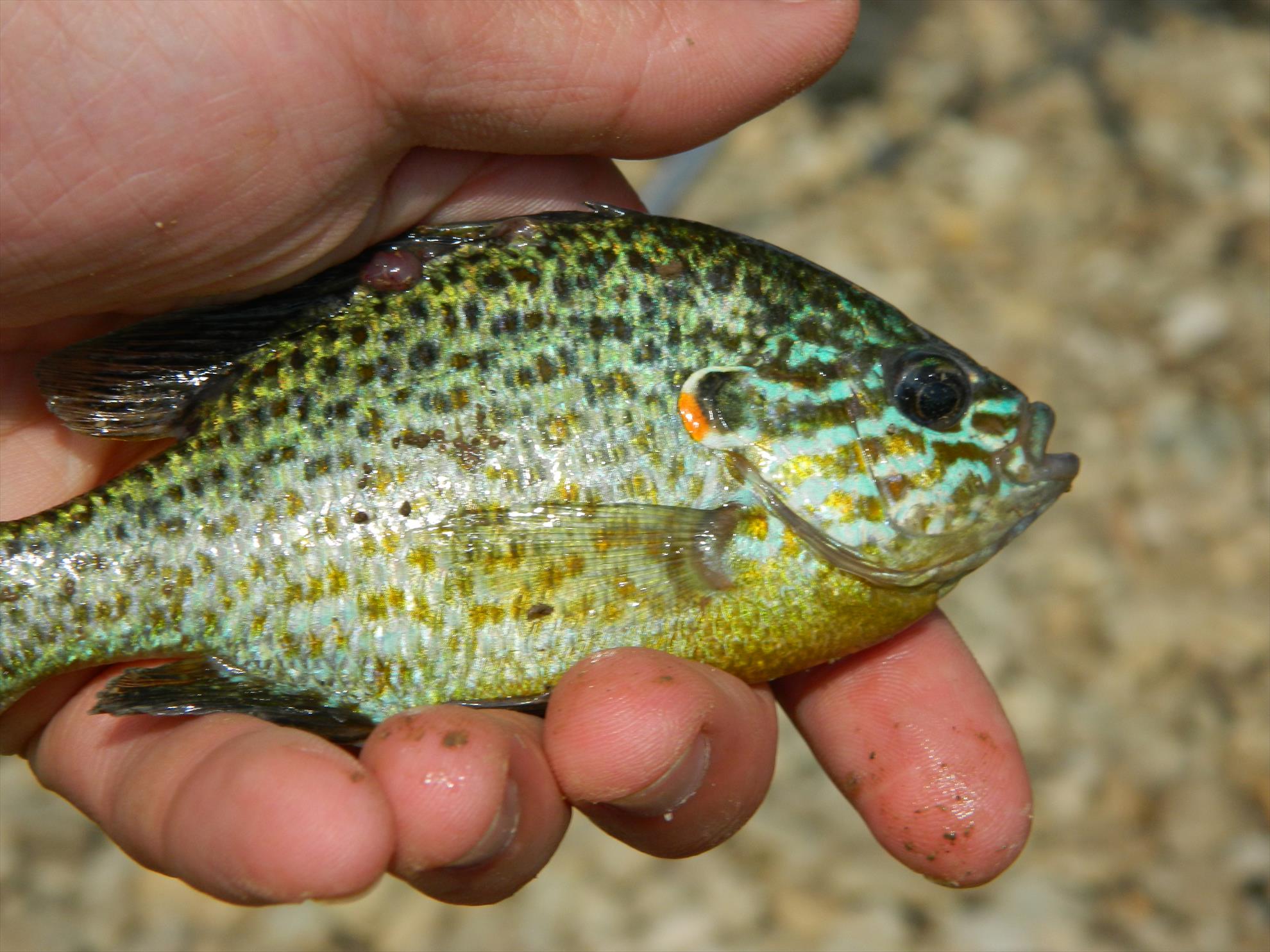 Peris 03.06.14 - dscn6615.JPG